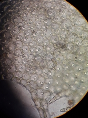 Cryptolophocolea mitteniana