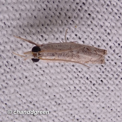 Culladia hastiferalis