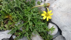 Thelesperma muelleri