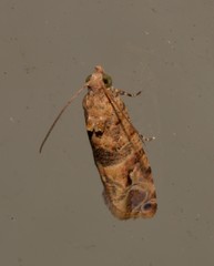Lobesia transtrifera