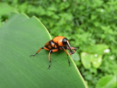 Cyrtotrachelus thompsoni