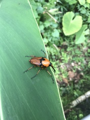 Cyrtotrachelus thompsoni