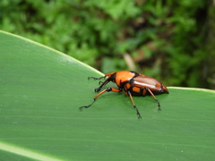 Cyrtotrachelus thompsoni