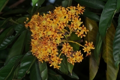 Saraca thaipingensis