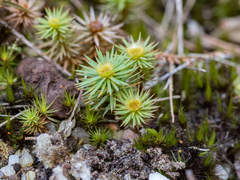Dawsonia polytrichoides