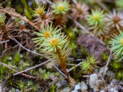 Dawsonia polytrichoides