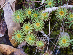 Dawsonia polytrichoides