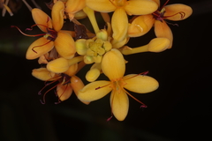 Saraca thaipingensis