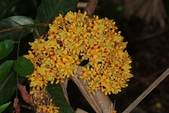 Saraca thaipingensis