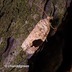 Ophiorrhabda mormopa