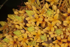 Saraca thaipingensis