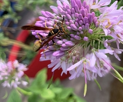Mischocyttarus navajo
