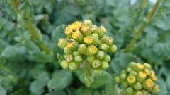 Packera coahuilensis