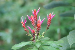Aphelandra sinclairiana