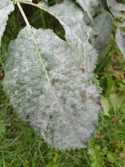 Erysiphe vanbruntiana