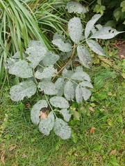 Erysiphe vanbruntiana