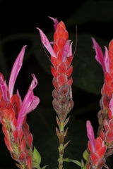 Aphelandra sinclairiana