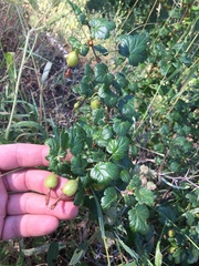 Ribes lobbii