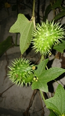 Cyclanthera brachystachya