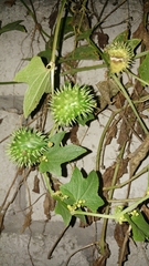 Cyclanthera brachystachya