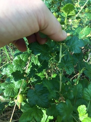 Ribes lobbii