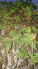 Cyclanthera brachystachya