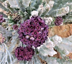 Desmidorchis arabica