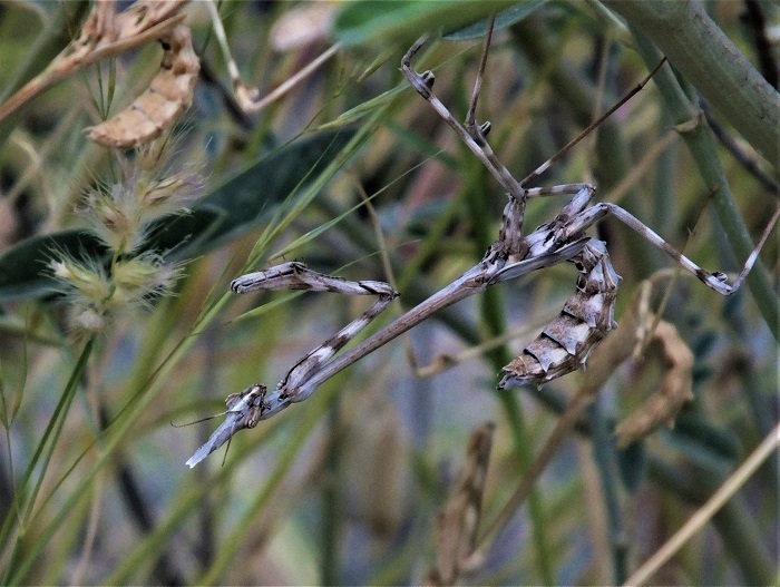 Empusa hedenborgii