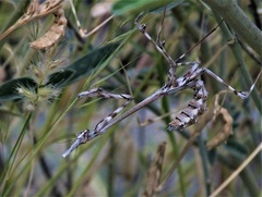 Empusa hedenborgii