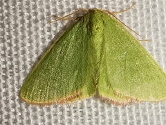 Eucrostes indigenata