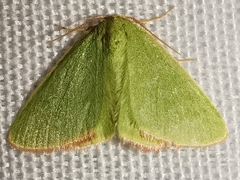 Eucrostes indigenata