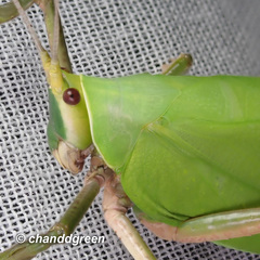 Onomarchus uninotatus