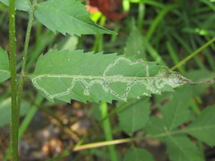 Liriomyza carphephori