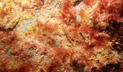 Redigobius macrostoma
