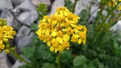 Packera coahuilensis