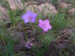 Erodium tataricum