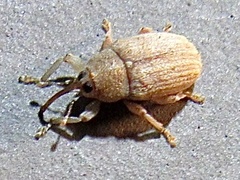 Lignyodes helvolus
