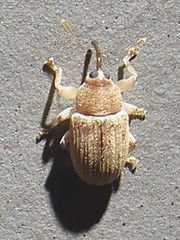 Lignyodes helvolus