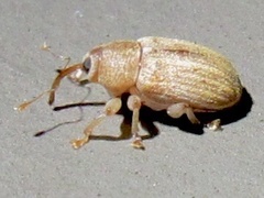 Lignyodes helvolus
