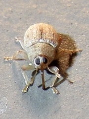 Lignyodes helvolus