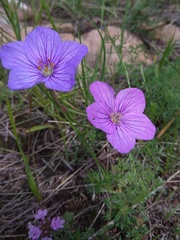 Erodium tataricum