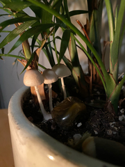 Leucocoprinus ianthinus