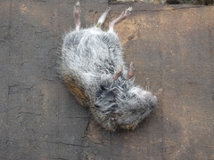 Craseomys rufocanus