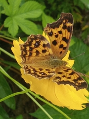 Polygonia c-aureum