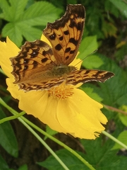 Polygonia c-aureum