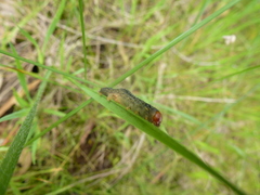 Uresiphita ornithopteralis