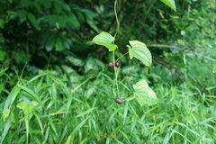 Dioscorea sansibarensis