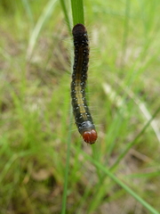 Uresiphita ornithopteralis