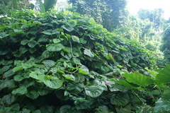 Dioscorea sansibarensis
