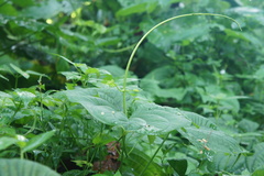 Dioscorea sansibarensis